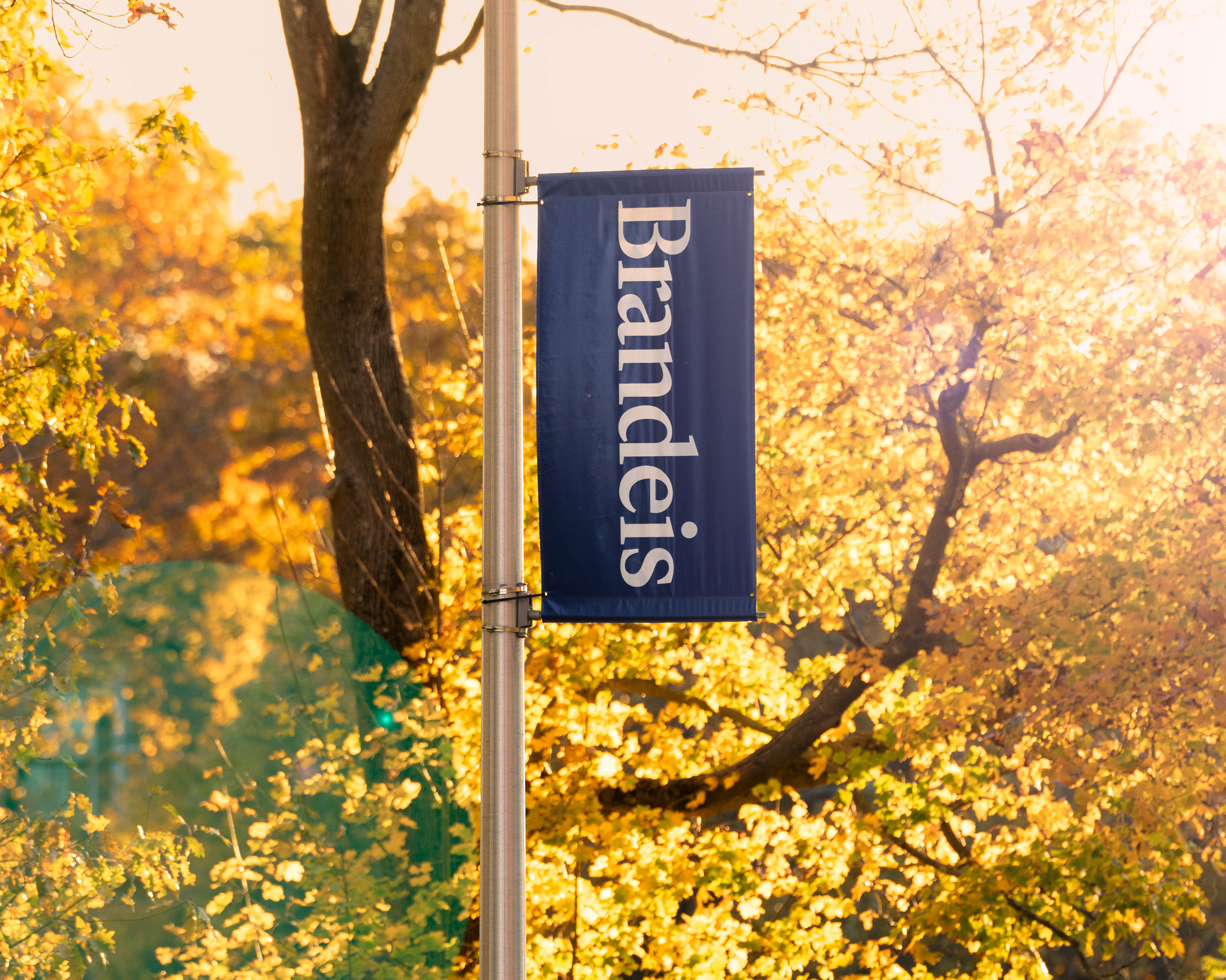 Brandeis banner on a lightpost in fall